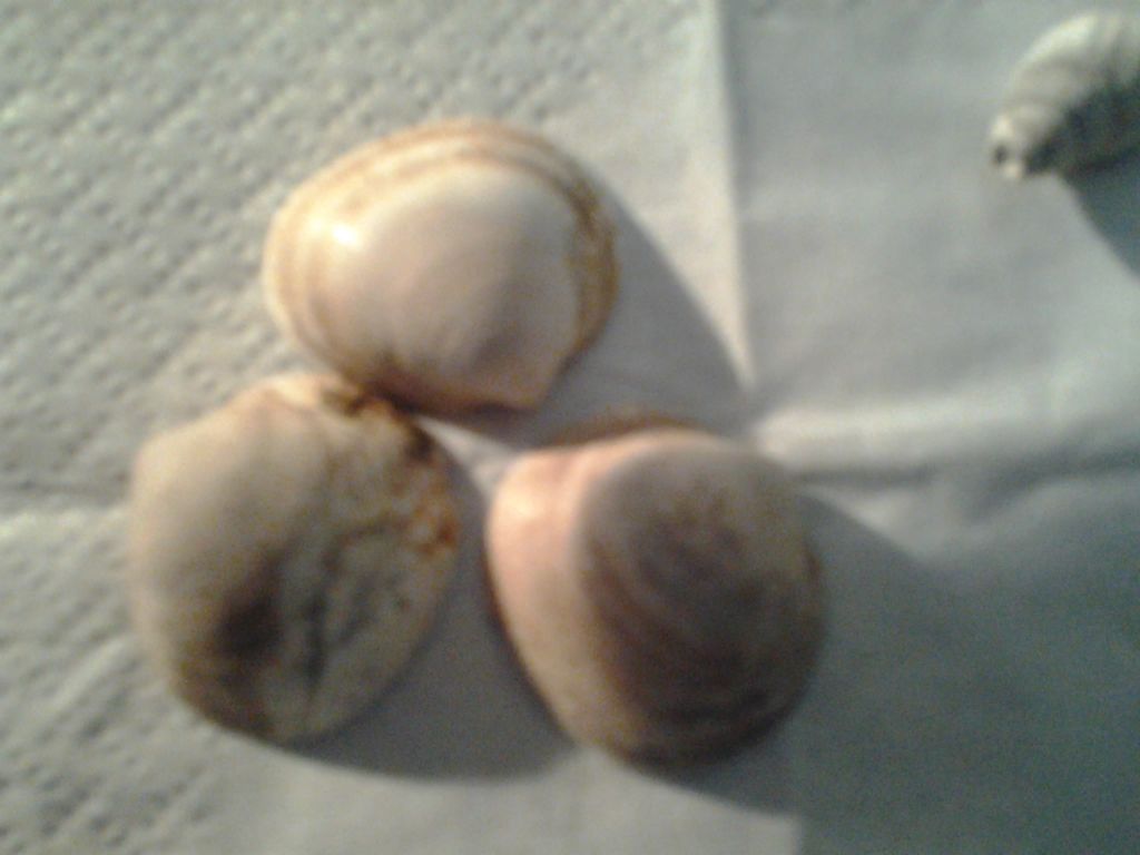 riconoscimento fossili